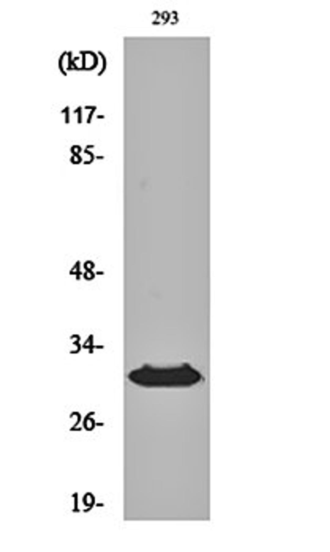 Western blot analysis of 293 cell lysates using HLA-DO beta antibody