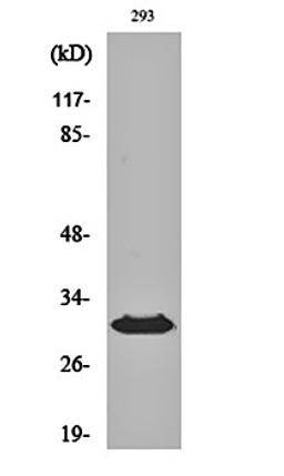 Western blot analysis of 293 cell lysates using HLA-DO beta antibody