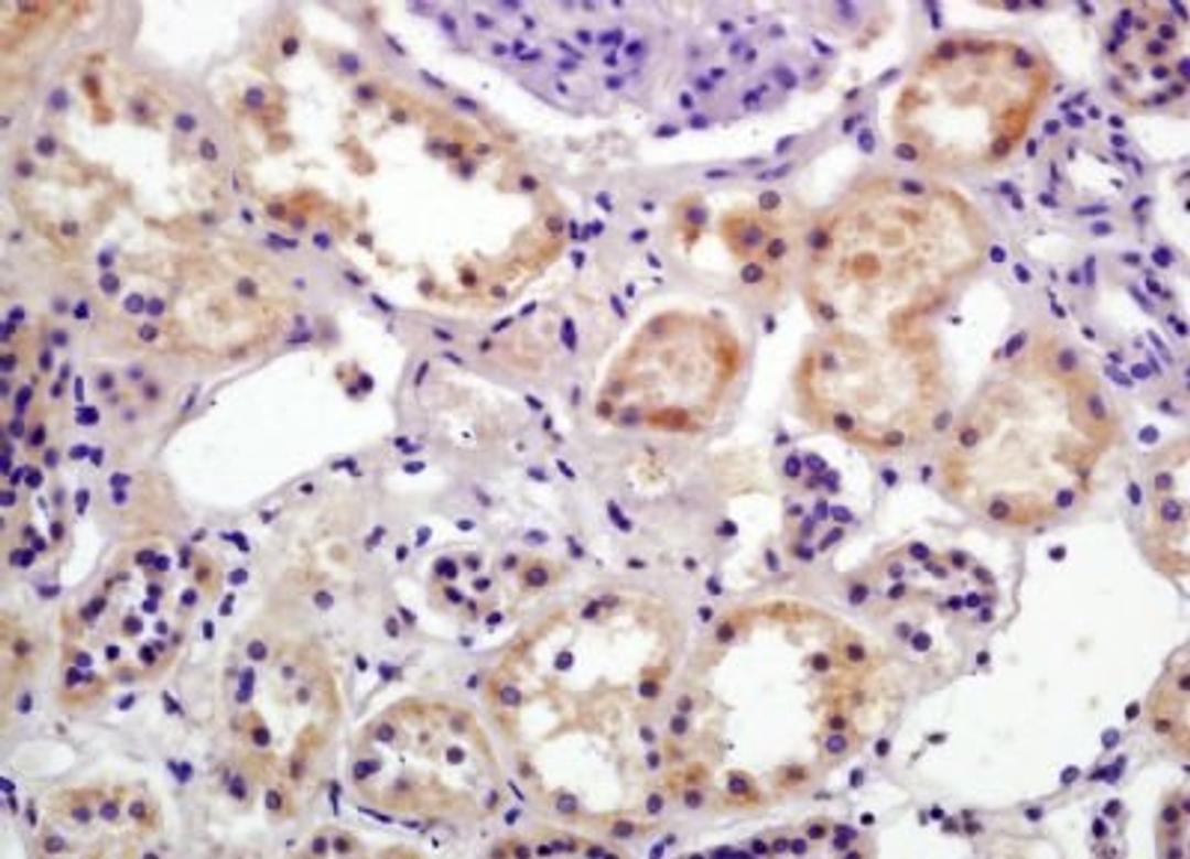 Immunohistochemical analysis of formalin-fixed paraffin embedded human kidney tissue using Polycystin 1 antibody (dilution at 1:200)