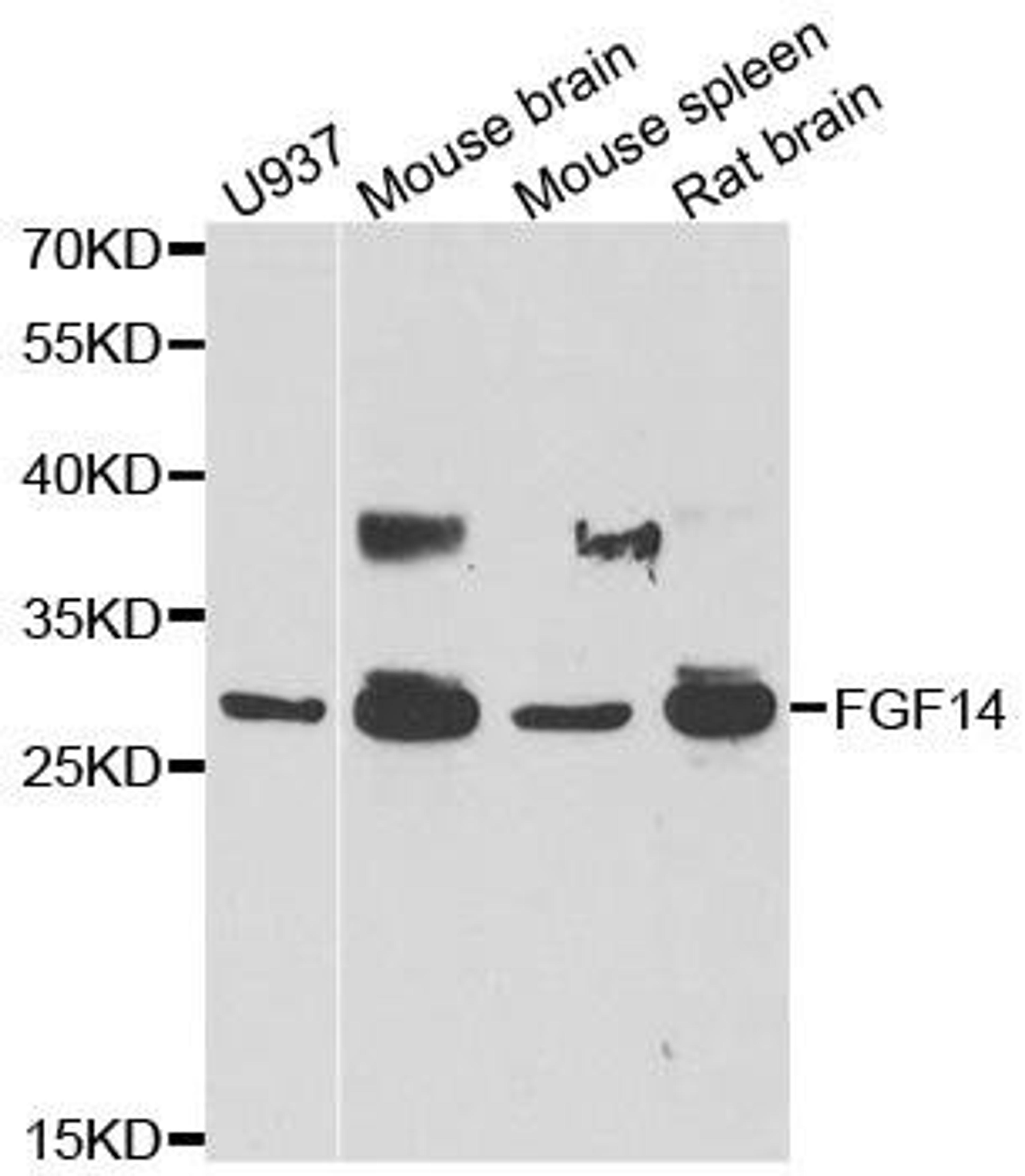 Western blot analysis of extracts of various cell lines using FGF14 antibody