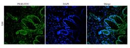 Immunofluorescence image of pig stomach tissue using PIGR antibody (dilution at 1:100)