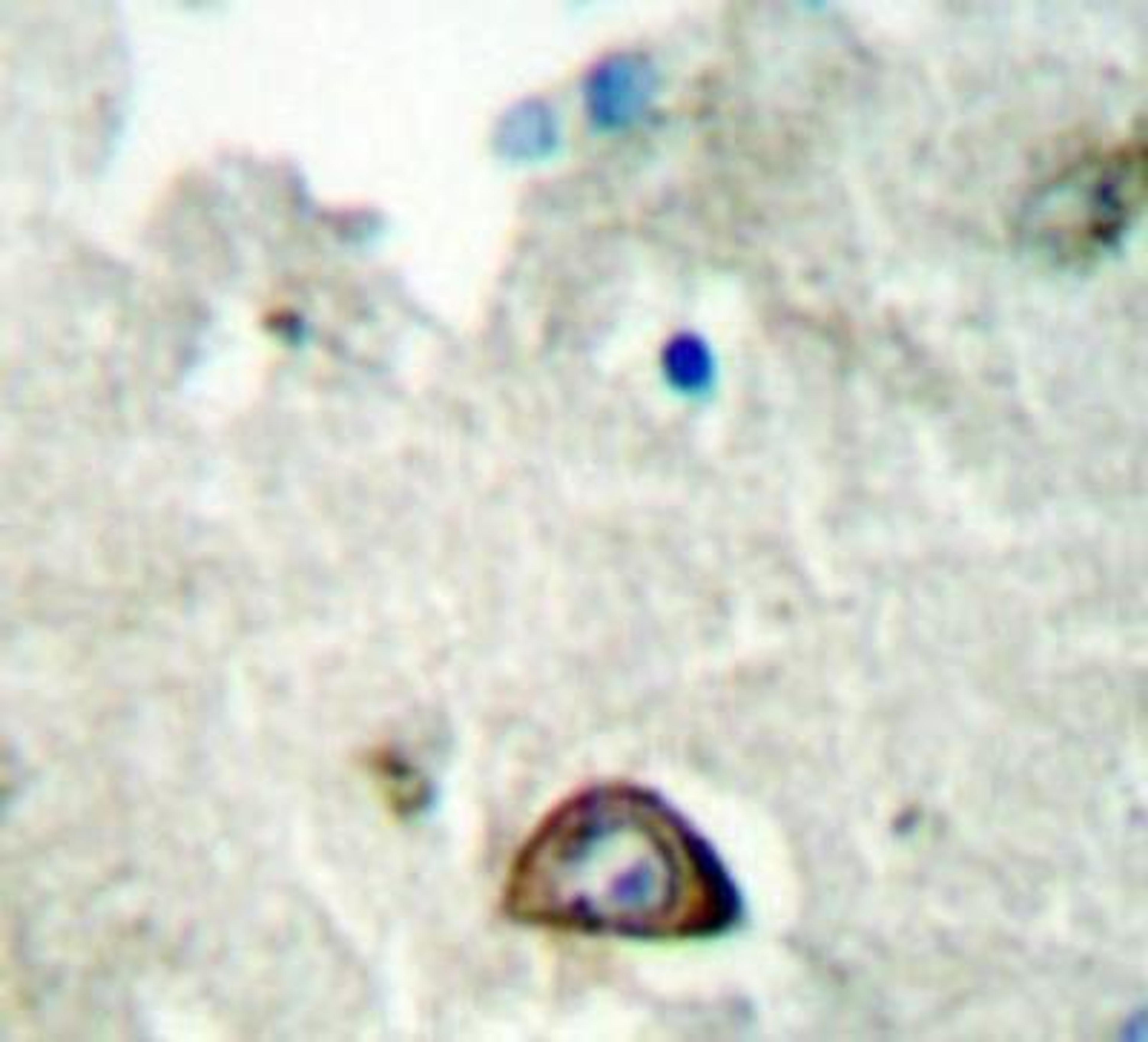 Immunohistochemistry-Paraffin: Ephrin-A3 Antibody [NBP1-19540] - Paraffin-embedded human brain tissue.