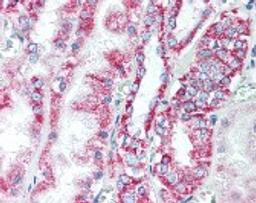 Immunohistochemistry staining of Prohibitin in kidney tissue using Prohibitin Antibody.