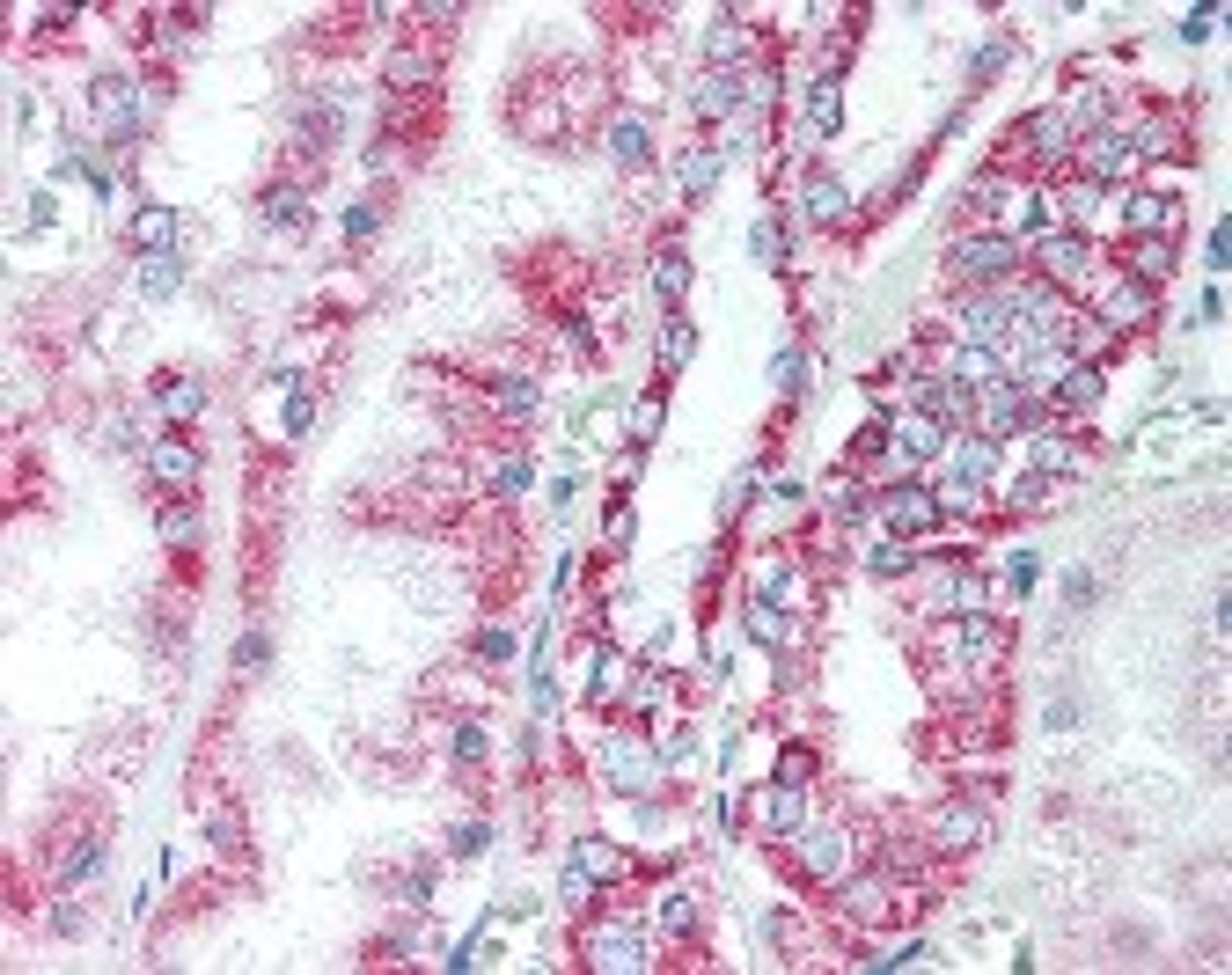 Immunohistochemistry staining of Prohibitin in kidney tissue using Prohibitin Antibody.