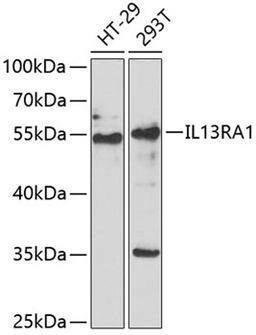 Western blot - IL13RA1 antibody (A6628)