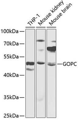 Western blot - GOPC antibody (A13436)