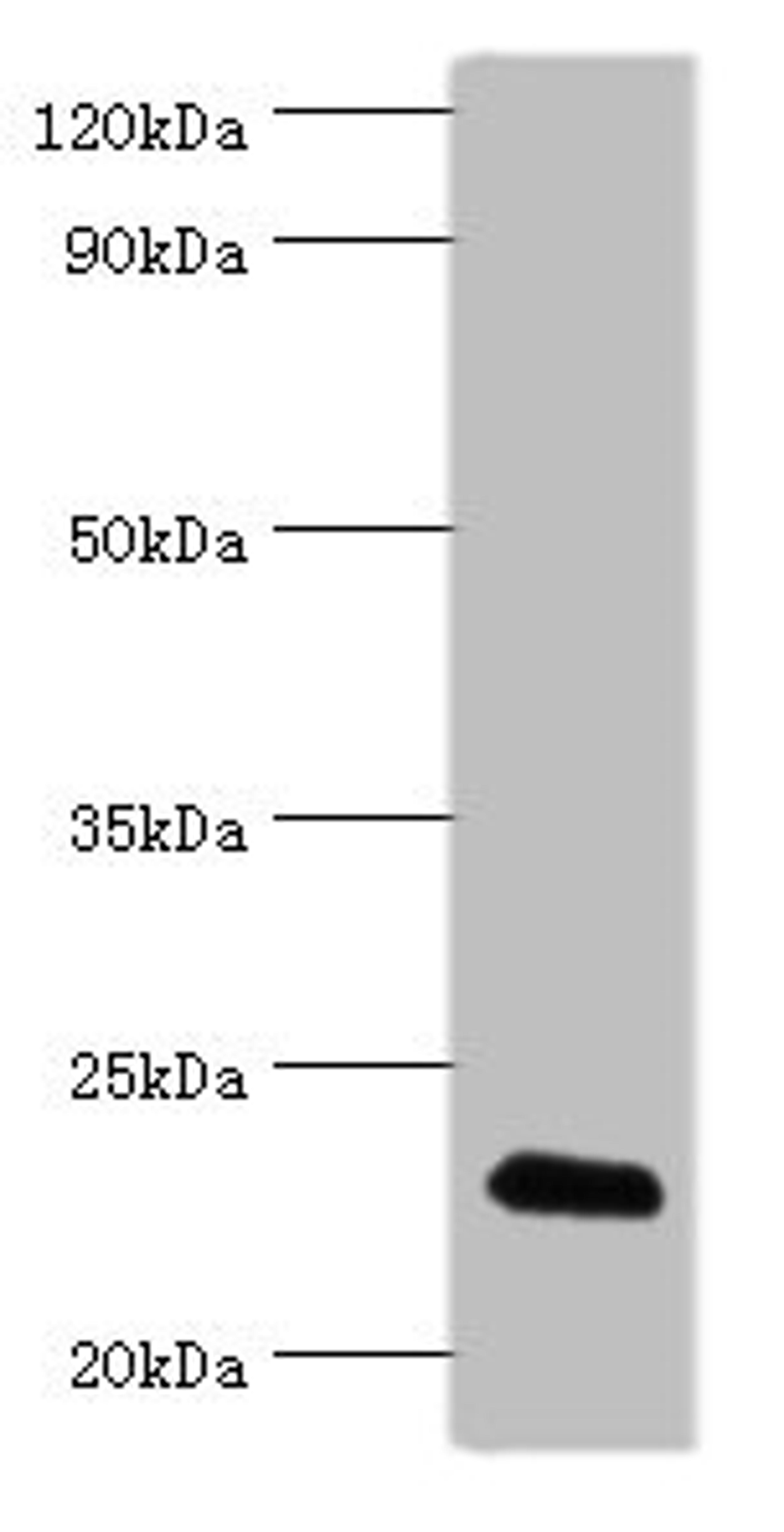 Western blot. All lanes: FGF6 antibody at 10ug/ml + HepG2 whole cell lysate. Secondary. Goat polyclonal to rabbit IgG at 1/10000 dilution. Predicted band size: 23 kDa. Observed band size: 23 kDa.