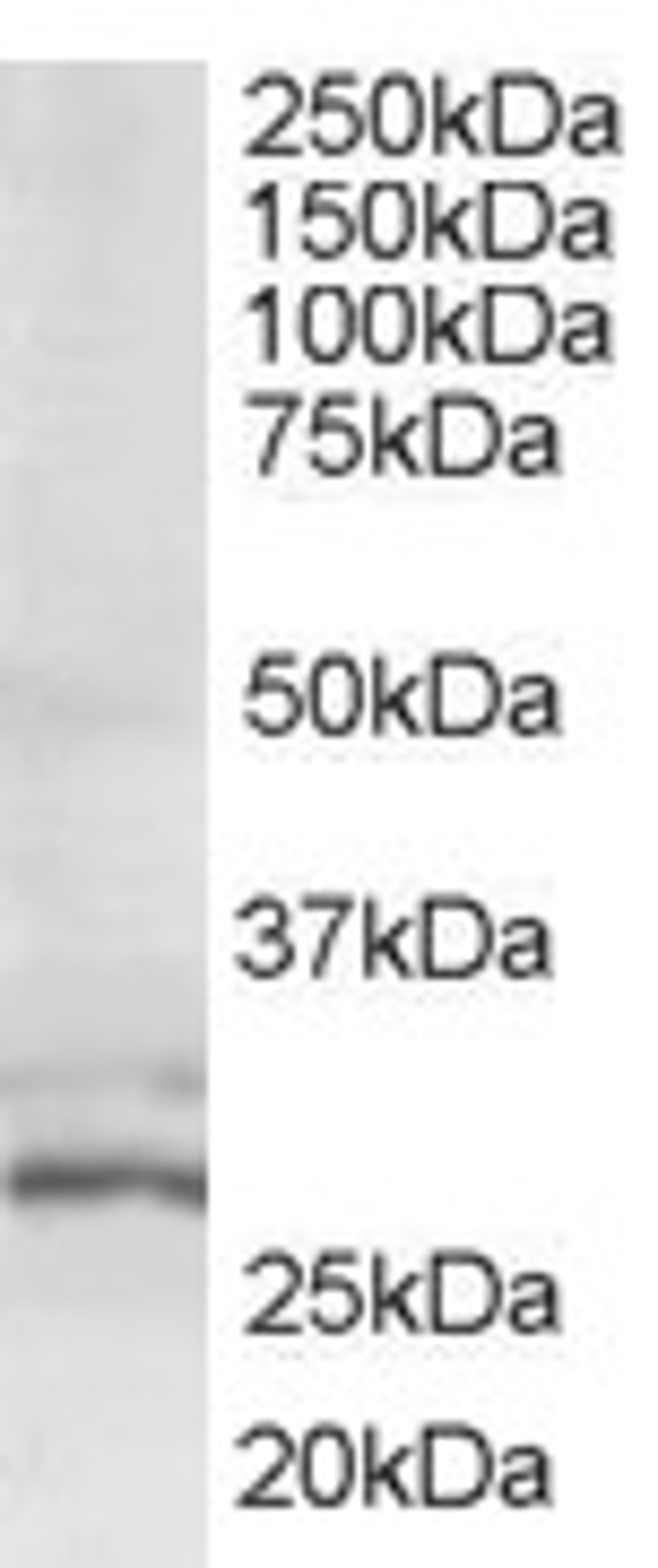 46-499 (0.6ug/ml) staining of HeLa lysate (35ug protein in RIPA buffer). Primary incubation was 1 hour. Detected by chemiluminescence.