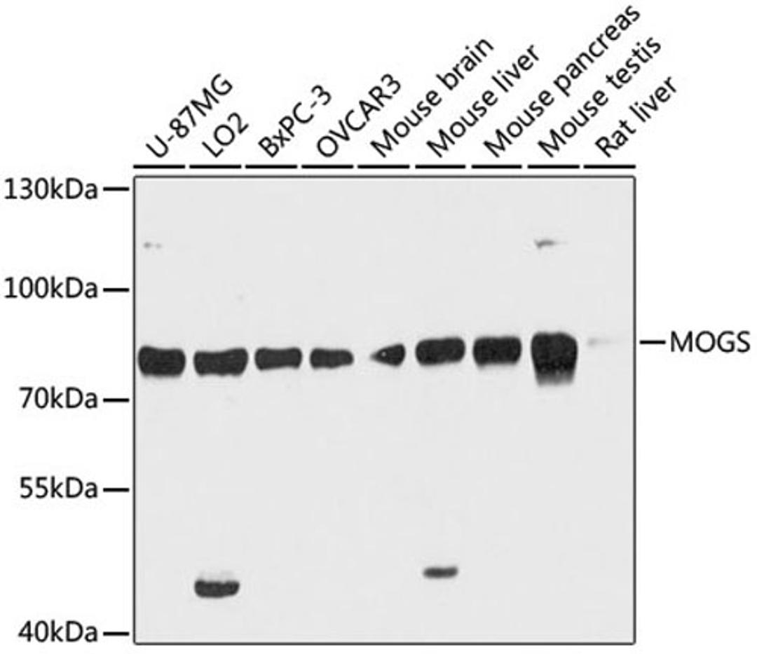 Western blot - MOGS antibody (A12725)