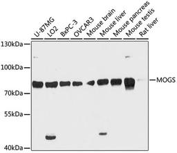 Western blot - MOGS antibody (A12725)