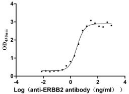 The Binding Activity of Human ERBB2 with Anti-ERBB2 Recombinant Antibody. Activity: Measured by its binding ability in a functional ELISA. Immobilized Human ERBB2 (CSB-MP007763HU) at 2 μg/mL can bind Anti-ERBB2 recombinant antibody, the EC<sub>50</sub> is 2.455-3.565 ng/mL.