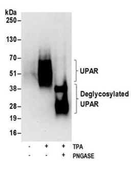 Detection of human glycosylated and deglycosylated UPAR by western blot.