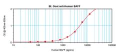 To detect hBAFF by sandwich ELISA (using 100 ul/well antibody solution) a concentration of 0.25 – 1.0 ug/ml of this antibody is required. This biotinylated polyclonal antibody, in conjunction with ProSci’s Polyclonal Anti-Human BAFF (XP-5105) as a capture