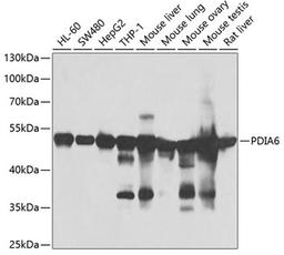 Western blot - PDIA6 antibody (A7055)