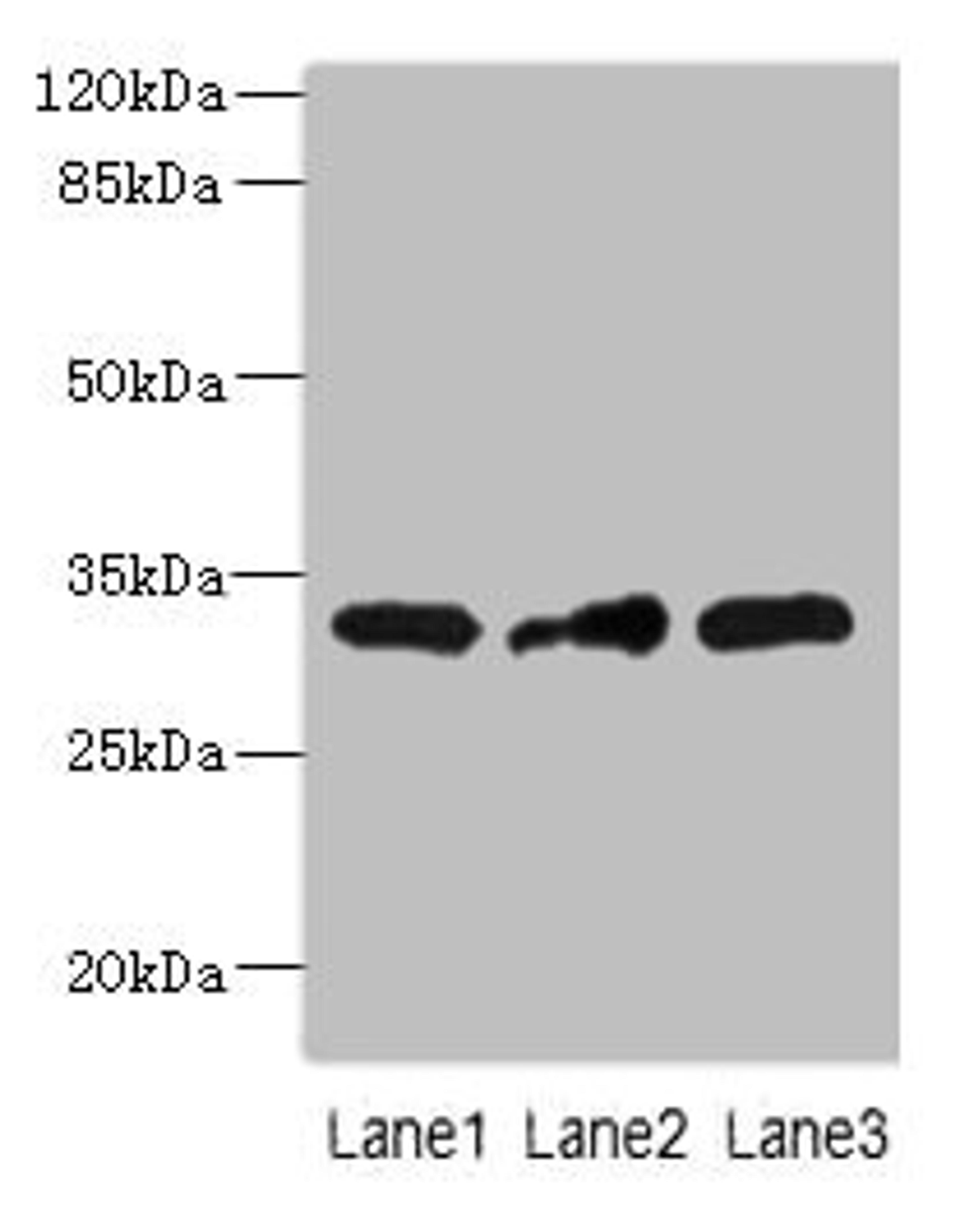 Western blot. All lanes: MRPS2 antibody at 2.5ug/ml. Lane 1: HepG2 whole cell lysate. Lane 2: U251 whole cell lysate. Lane 3: MCF-7 whole cell lysate. Secondary. Goat polyclonal to rabbit IgG at 1/10000 dilution. Predicted band size: 33 kDa. Observed band size: 33 kDa. 