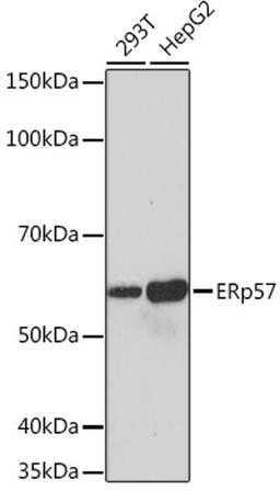 Western blot - ERp57 Rabbit mAb (A4376)