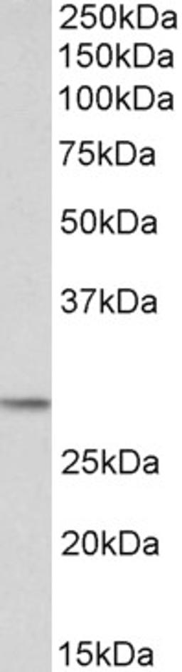 46-208 (0.1ug/ml) staining of lysates of cell line NIH3T3 (35ug protein in RIPA buffer). Detected by chemiluminescence.