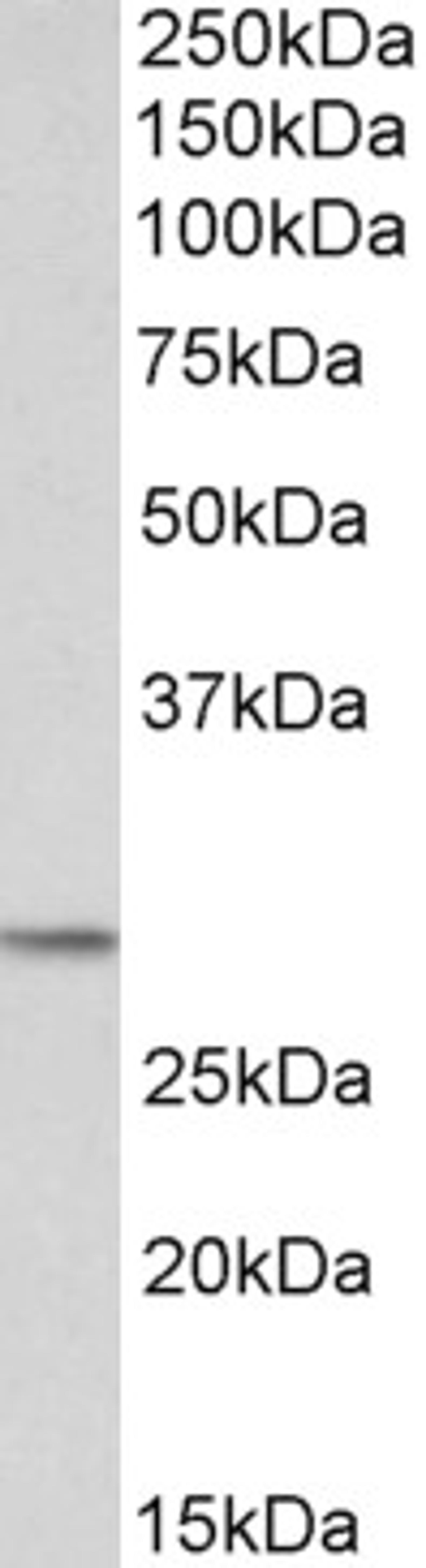 46-208 (0.1ug/ml) staining of lysates of cell line NIH3T3 (35ug protein in RIPA buffer). Detected by chemiluminescence.