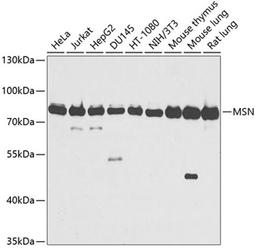 Western blot - MSN antibody (A12473)