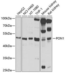 Western blot - PON1 antibody (A1321)