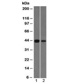 Western blot testing of human 1) kidney and 2) HeLa lysate with NDRG1 antibody (clone NDRG1/1383). Expected molecular weight ~43 kDa.