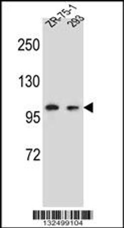 Western blot analysis in ZR-75-1,293 cell line lysates (35ug/lane).