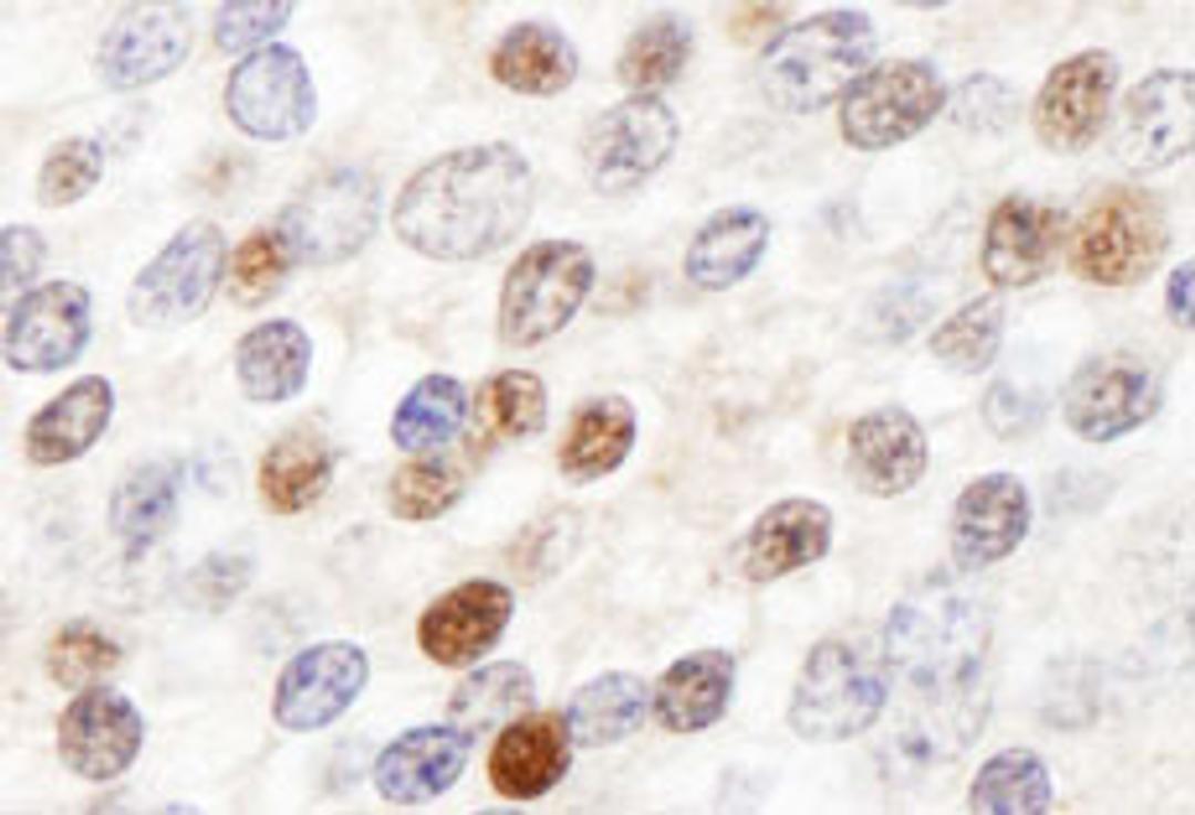 Detection of human ZHX3 by immunohistochemistry.