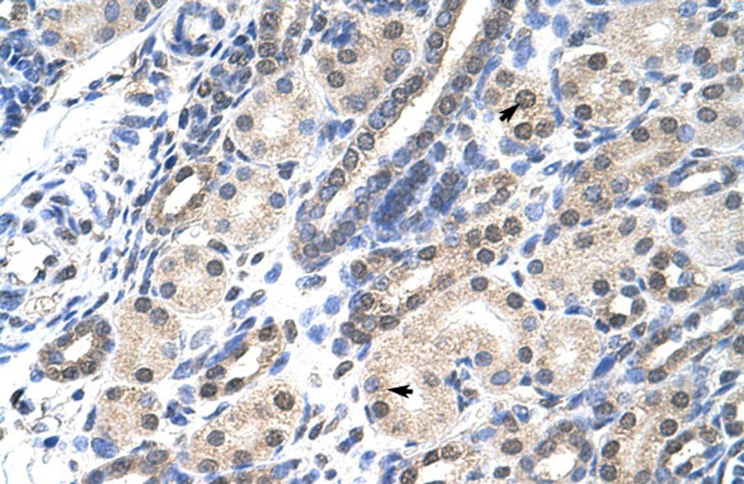 Antibody used in IHC on Human kidney.