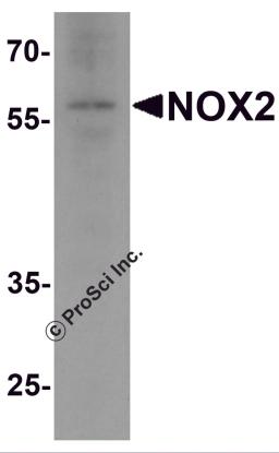 Western blot analysis of NOX2 in rat brain tissue lysate with NOX2 antibody at 1 &#956;g/ml.