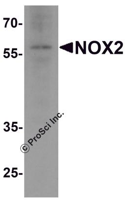 Western blot analysis of NOX2 in rat brain tissue lysate with NOX2 antibody at 1 μg/ml.