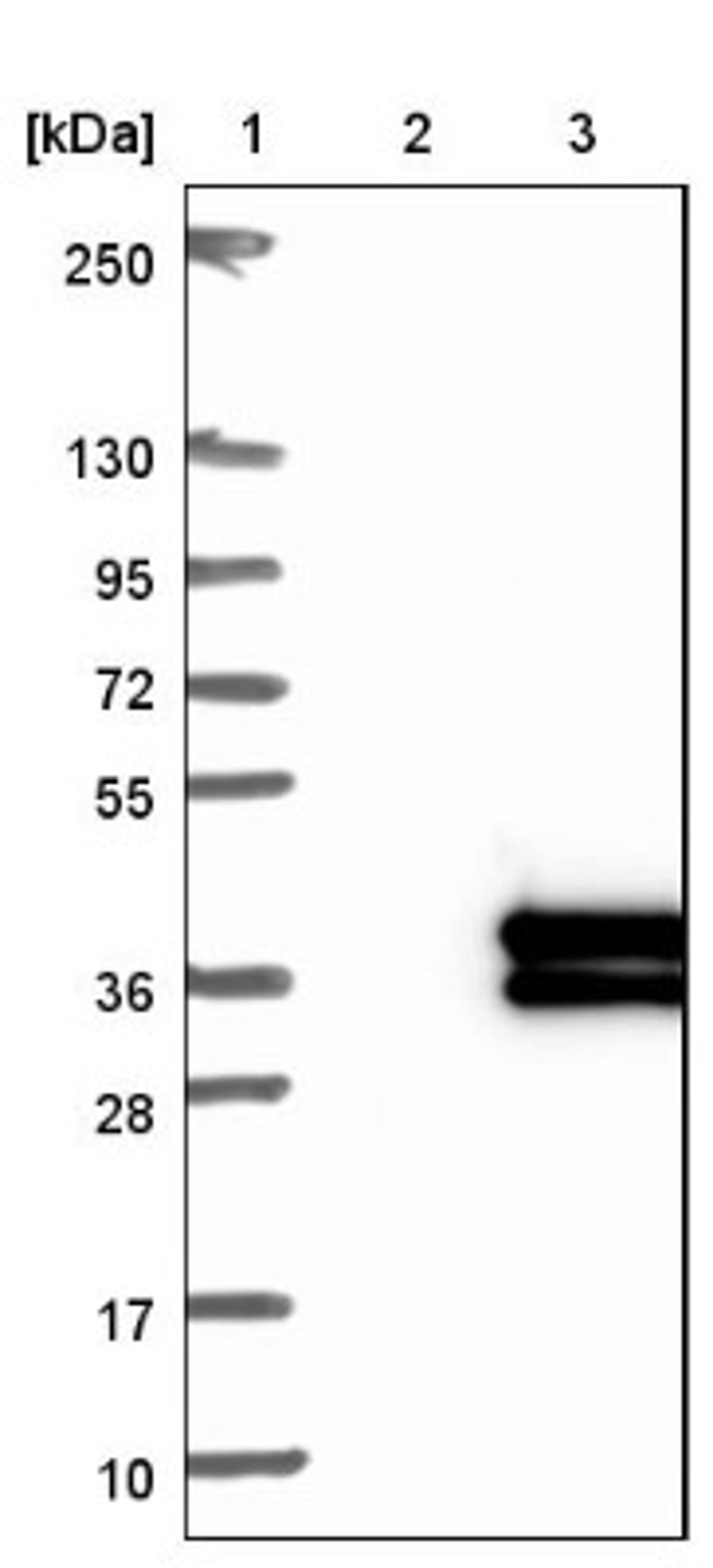 Western Blot: MASA Antibody [NBP2-13961] - Lane 1: Marker [kDa] 250, 130, 95, 72, 55, 36, 28, 17, 10<br/>Lane 2: Negative control (vector only transfected HEK293T lysate)<br/>Lane 3: Over-expression lysate (Co-expressed with a C-terminal myc-DDK tag (~3.1 kDa) in mammalian HEK293T cells, LY412010)