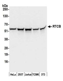 Detection of human and mouse RTCB by western blot.