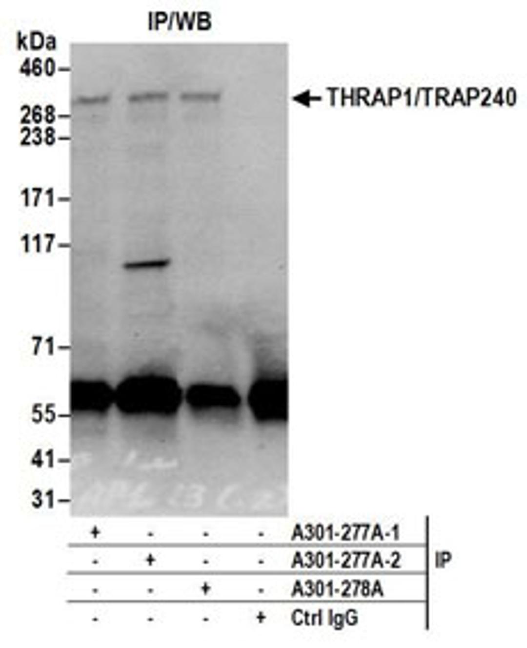 Detection of human THRAP1/TRAP240 by western blot of immunoprecipitates.