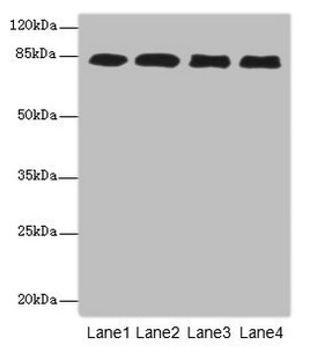 Western blot. All lanes: EPS15L1antibody at 4.88ug/ml. Lane 1: 293T whole cell lysate. Lane 2: MCF-7 whole cell lysate. Lane 3: HepG2 whole cell lysate. Lane 4: Hela whole cell lysate. Secondary. Goat polyclonal to rabbit IgG at 1/10000 dilution. Predicted band size: 95, 100, 84, 67 kDa. Observed band size: 95 kDa. 