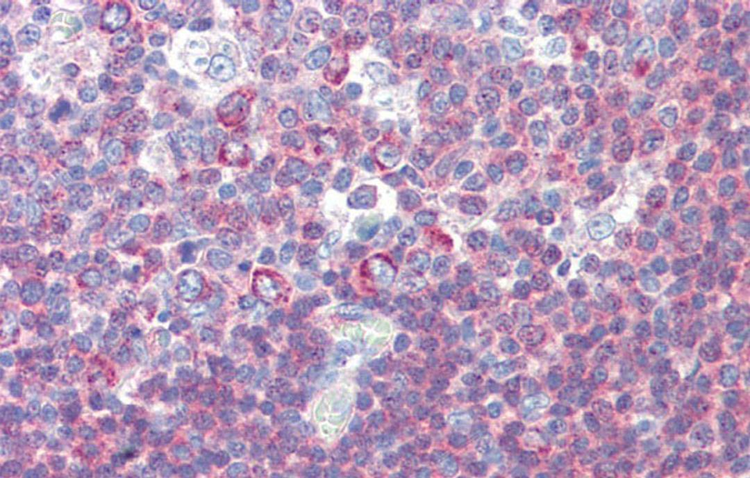 Antibody used in IHC on Human Tonsil.