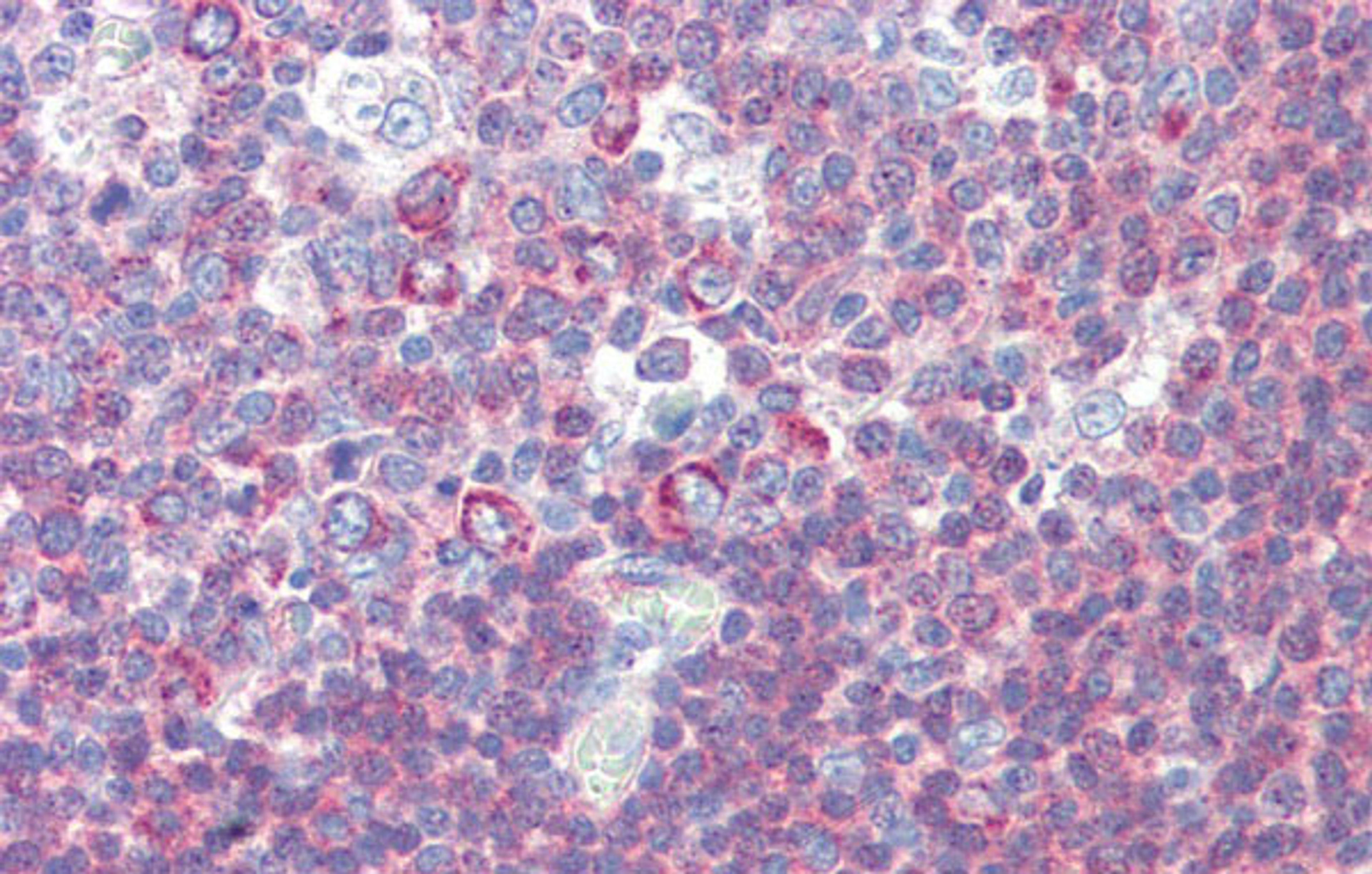 Antibody used in IHC on Human Tonsil.