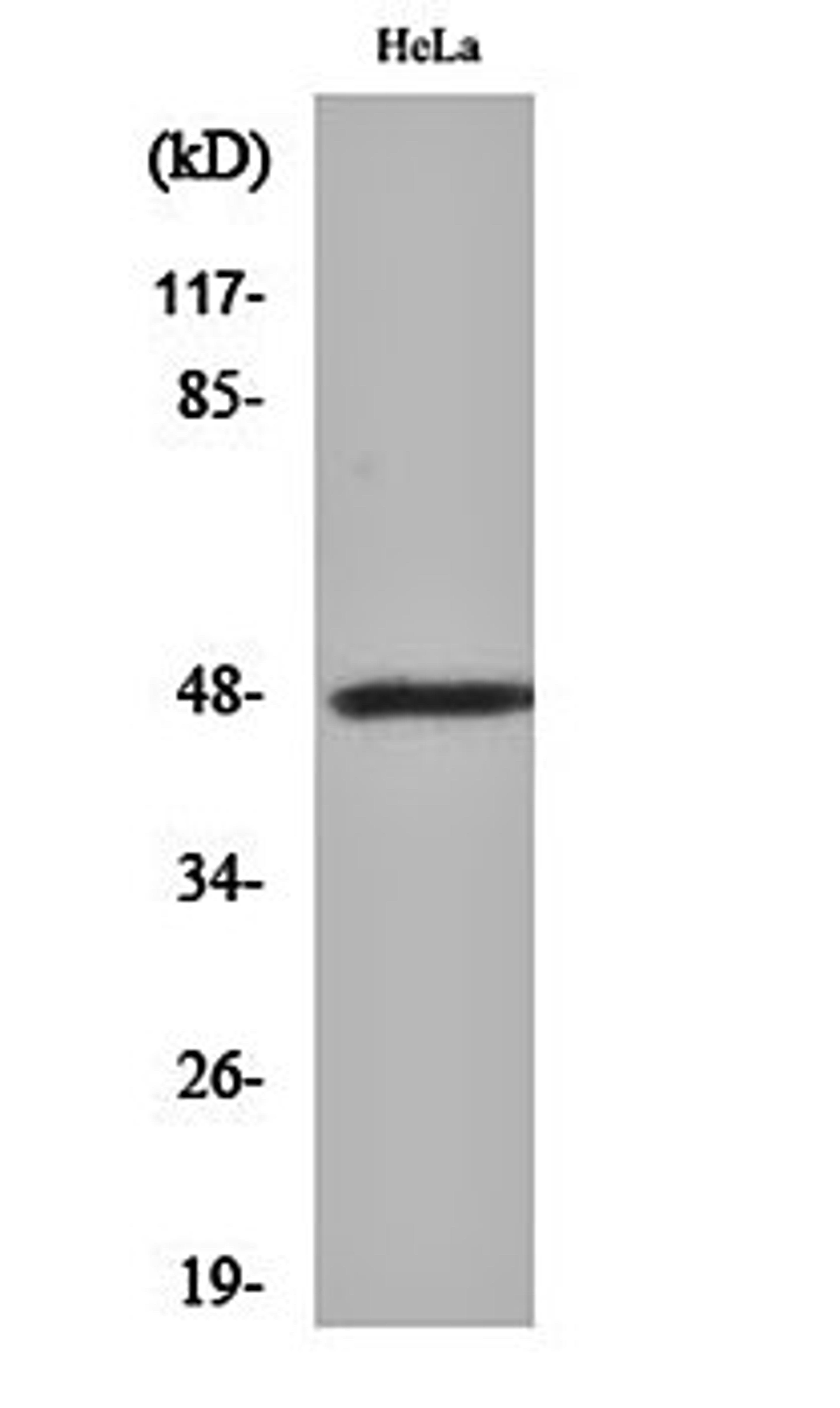 Western blot analysis of Hela cell lysates using CD172b antibody