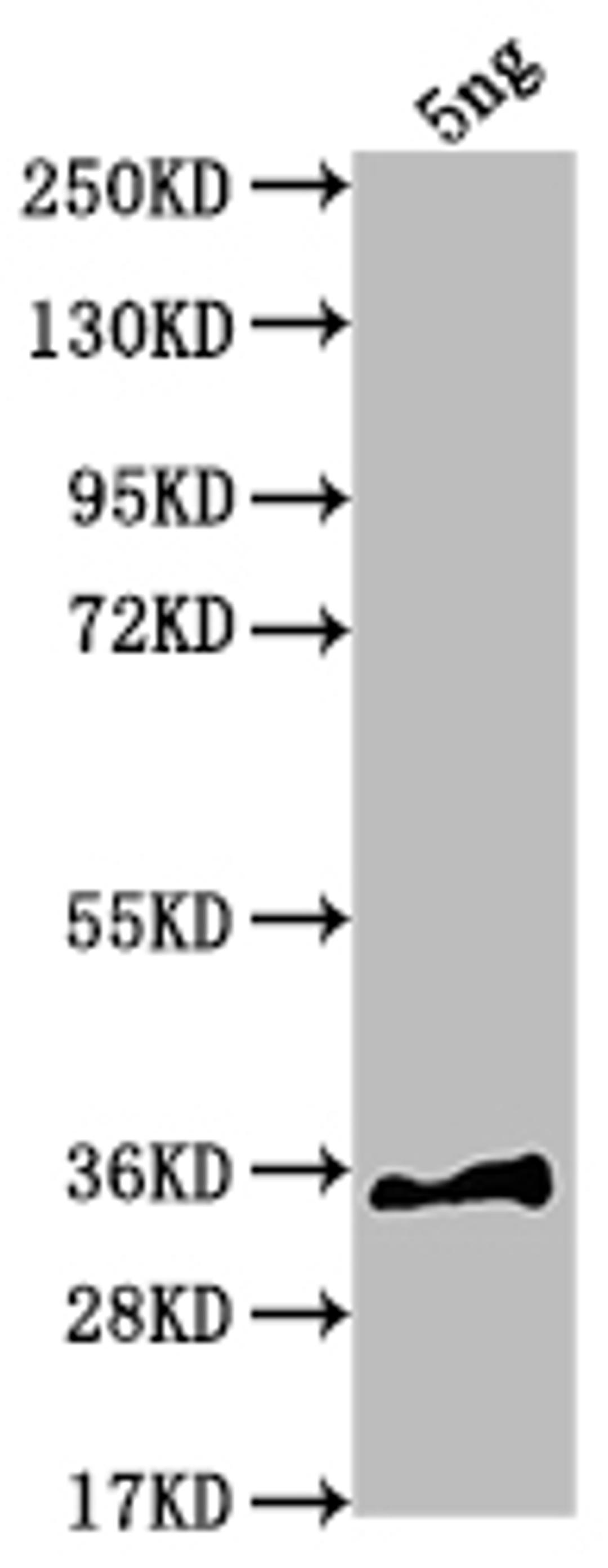 Western Blot. Positive WB detected in Recombinant protein. All lanes: sfl antibody at 1:2000. Secondary. Goat polyclonal to rabbit IgG at 1/50000 dilution. Predicted band size: 33.1 kDa. Observed band size: 34 kDa.