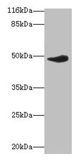 Western blot. All lanes: Irf8 antibody at 2µg/ml + Raji whole cell lysate. Secondary. Goat polyclonal to rabbit IgG at 1/10000 dilution. Predicted band size: 49 kDa. Observed band size: 49 kDa