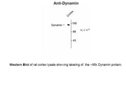 Western Blot of rat cortex lysate showing labeling of the ~95k Dynamin protein.