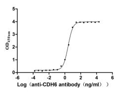 The Binding Activity of Human CDH6 with Anti-CDH6 Recombinant Antibody. Activity: Measured by its binding ability in a functional ELISA. Immobilized Human CDH6 (CSB-MP005055HU1) at 2 μg/mL can bind Anti-CDH6 recombinant antibody. The EC<sub>50</sub> is 2.421-2.802 ng/mL.