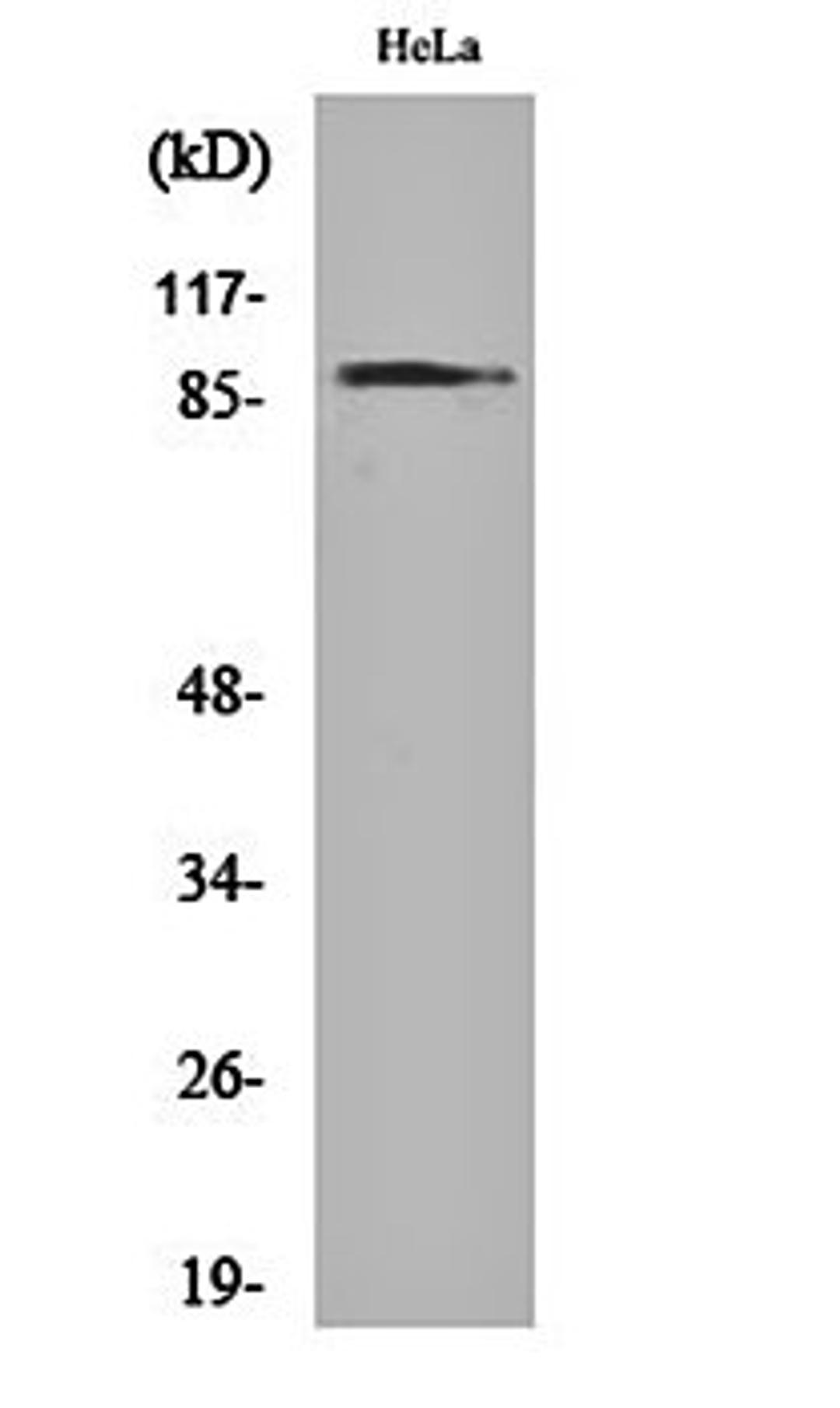 Western blot analysis of Hela cell lysates using HSP90A antibody