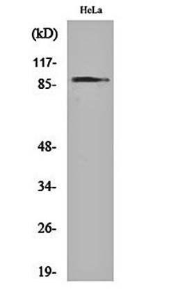 Western blot analysis of Hela cell lysates using HSP90A antibody