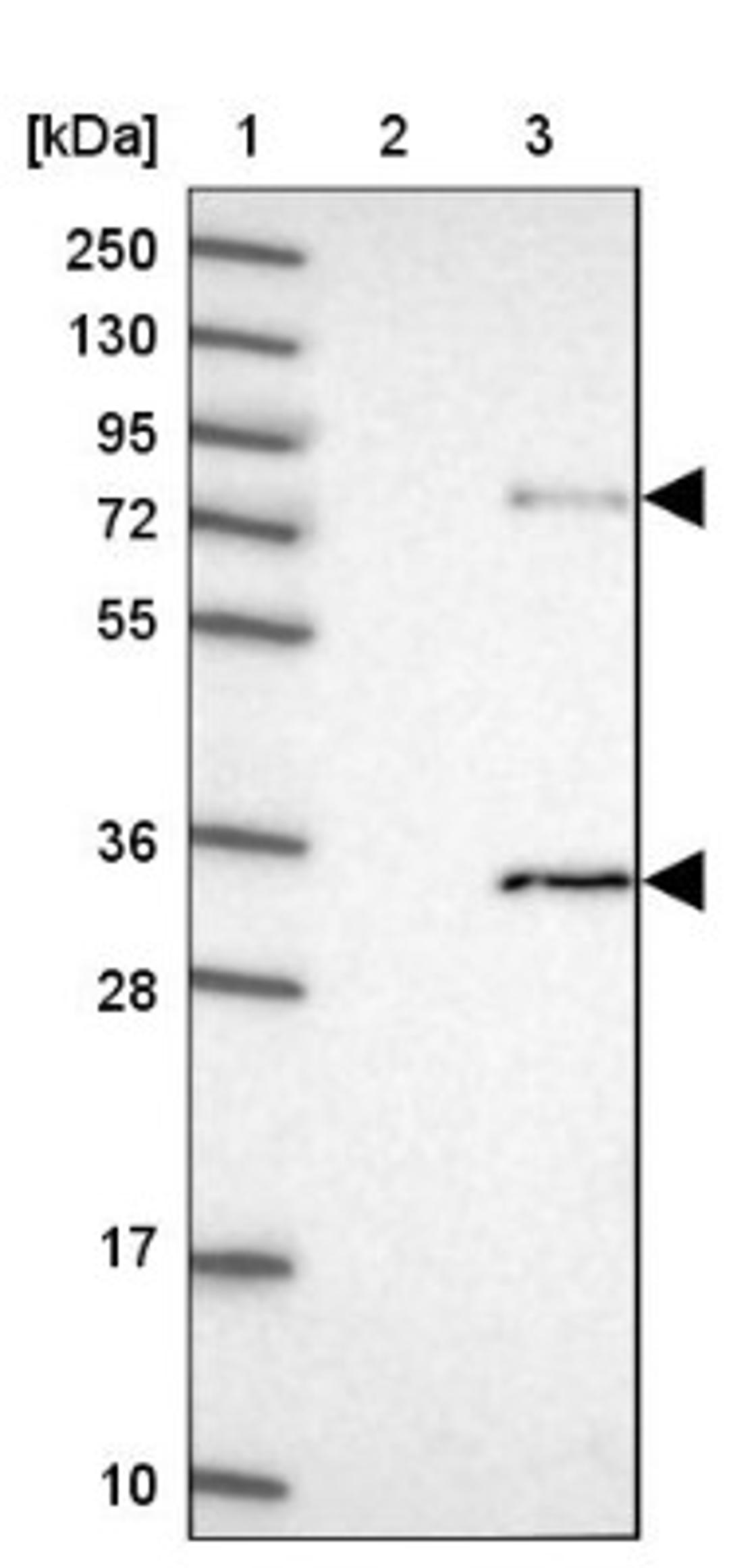 Western Blot: ZUFSP Antibody [NBP1-92646] - Lane 1: Marker [kDa] 250, 130, 95, 72, 55, 36, 28, 17, 10<br/>Lane 2: Human cell line RT-4<br/>Lane 3: Human cell line U-251MG sp