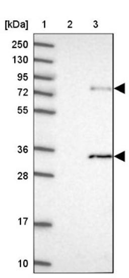 Western Blot: ZUFSP Antibody [NBP1-92646] - Lane 1: Marker [kDa] 250, 130, 95, 72, 55, 36, 28, 17, 10<br/>Lane 2: Human cell line RT-4<br/>Lane 3: Human cell line U-251MG sp