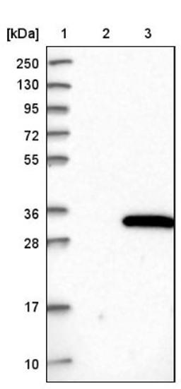 Western Blot: PIGX Antibody [NBP1-83647] - Lane 1: Marker [kDa] 250, 130, 95, 72, 55, 36, 28, 17, 10<br/>Lane 2: Negative control (vector only transfected HEK293T lysate)<br/>Lane 3: Over-expression lysate (Co-expressed with a C-terminal myc-DDK tag (~3.1 kDa) in mammalian HEK293T cells, LY413484)