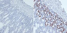 Immunohistochemistry  - BrdU antibody (A1482)