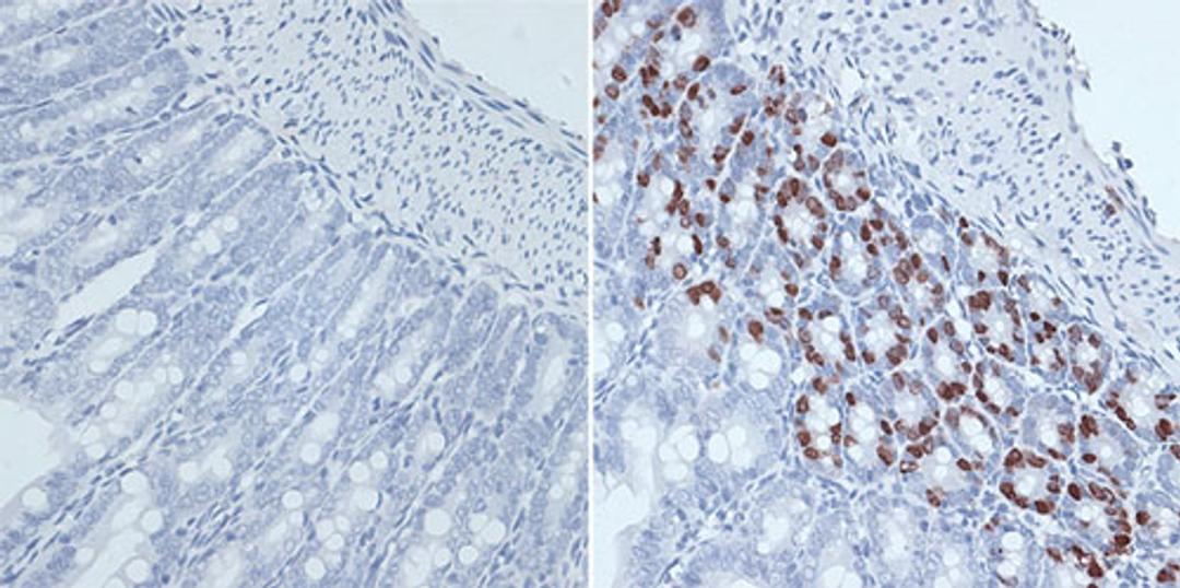 Immunohistochemistry - BrdU antibody (A1482)