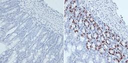 Immunohistochemistry - BrdU antibody (A1482)