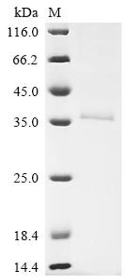 (Tris-Glycine gel) Discontinuous SDS-PAGE (reduced) with 5% enrichment gel and 15% separation gel.